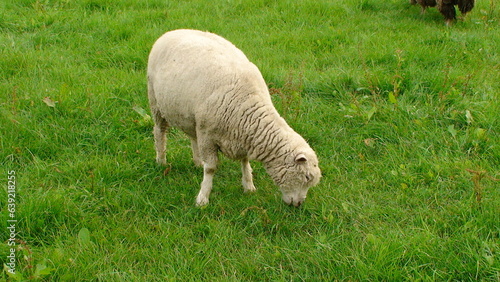 sheep in the grass (草を食む羊)