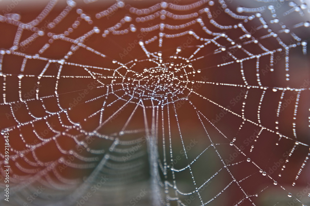spider web with dew drops spider web with dew drops