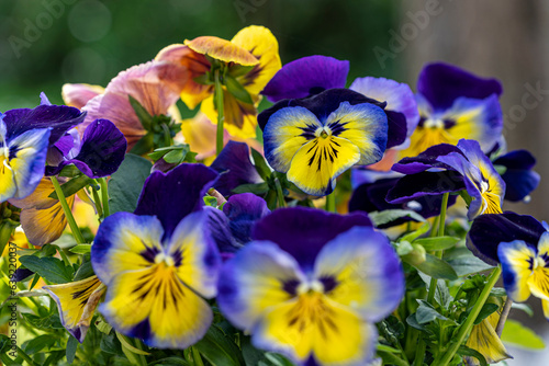 Massif de fleur de pensée