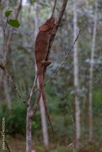 Elephant ear chameleon in Madagascar © Raphael