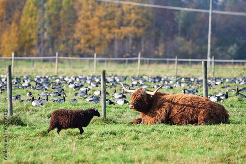 Highland cattle laying on the ground and a sheep walking by in stall and large flock of barnacle geese behind a fence with Autumn foliage on the background October afternoon in Helsinki, Finland. photo