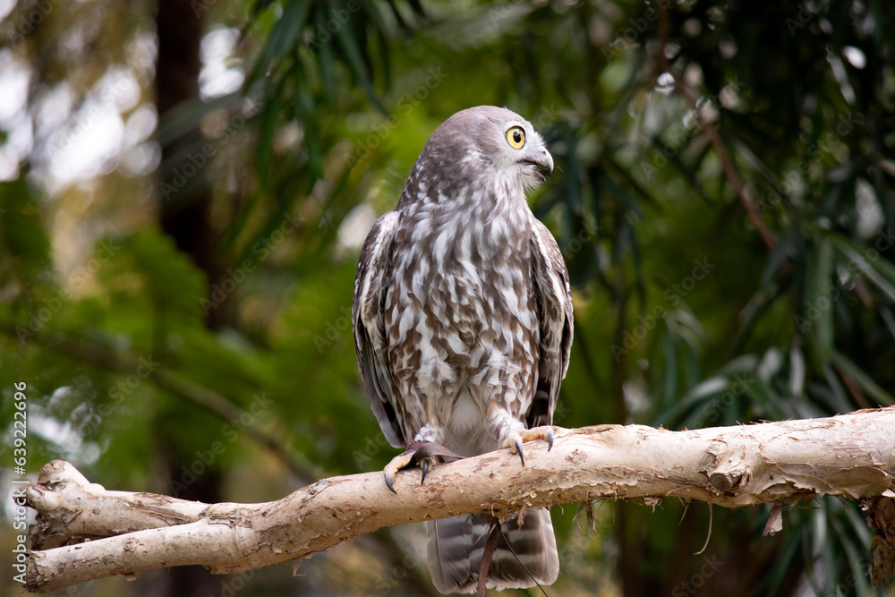 The barking owl has bright yellow eyes and no facial-disc. Upperparts are brown or greyish-brown, and the white breast is vertically streaked with brown The barking owl has bright yellow eyes and no facial-disc. Upperparts are brown or greyish-brown, and the white breast is vertically streaked with brown