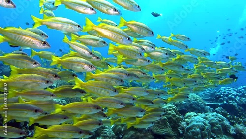  A beautiful coral fish schooling in the sea in crystal clear water