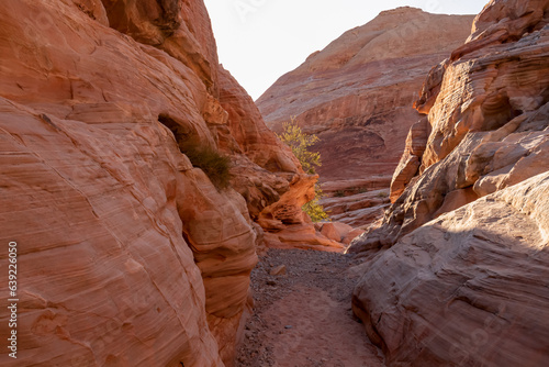 Hike in the narrow Kaolin Wash slot canyon along White Domes Hiking Trail in Valley of Fire State Park in Mojave desert  Nevada  USA. Massive rugged cliffs of striated red and white rock formations