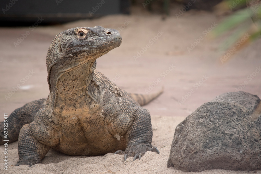 Komodo dragons are large lizards with long tails, strong and agile necks, and sturdy limbs. Adults are an almost-uniform stone color with distinct, large scales Komodo dragons are large lizards with long tails, strong and agile necks, and sturdy limbs. Adults are an almost-uniform stone color with distinct, large scales