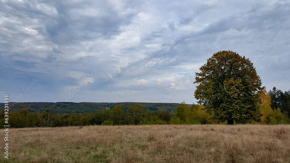 Lonely tree in the middle of a broad clearing. A picturesque and wild place in the autumn season