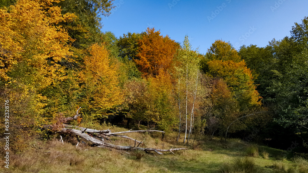 A beautiful autumn landscape with a huge colorful forest. Astonishing view into the woods colored in golden and yellow during fall season A beautiful autumn landscape with a huge colorful forest. Astonishing view into the woods colored in golden and yellow during fall season