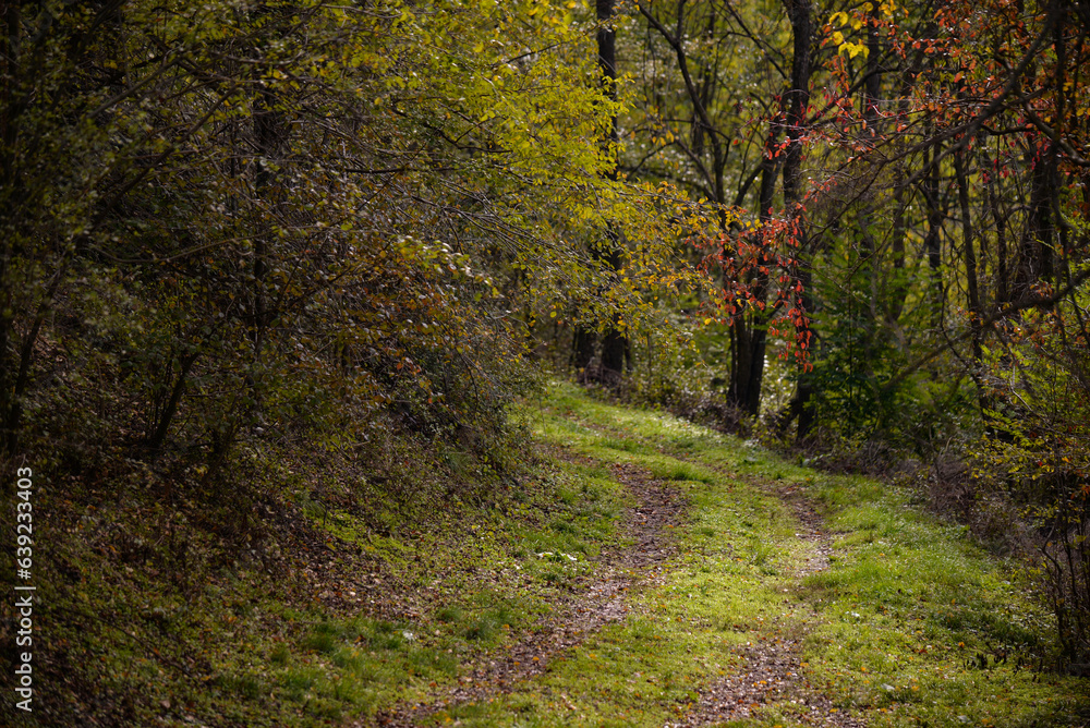 A path through the deciduous forest in the season of colors. Autumn in the wilderness walking outdoor in nature