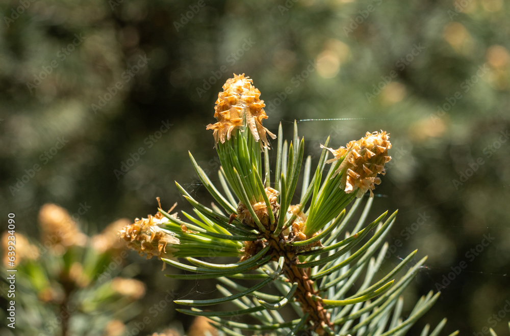 bright plants flowers in nature bright plants flowers in nature
