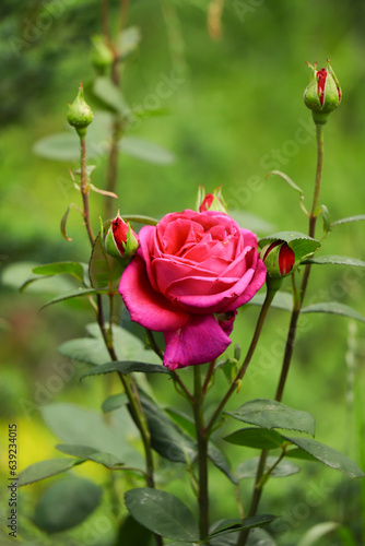 flowers rose close-up on a bush in nature