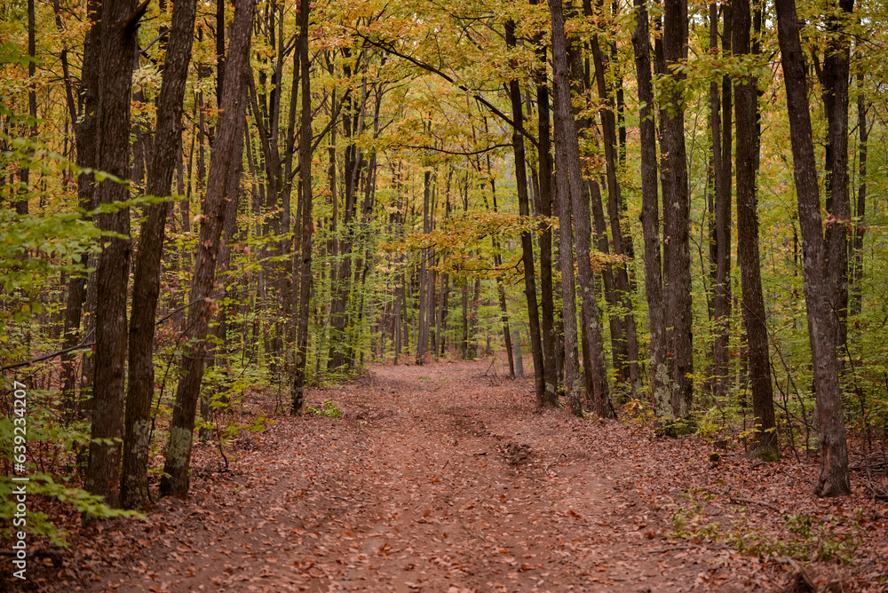 Fototapeta premium A path through the deciduous forest in the season of colors. Autumn in the wilderness walking outdoor in nature