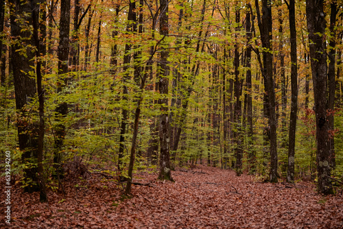 A path through the deciduous forest in the season of colors. Autumn in the wilderness walking outdoor in nature