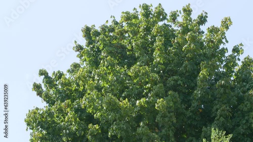 Wallpaper Mural A green tree blows in the wind. Torontodigital.ca