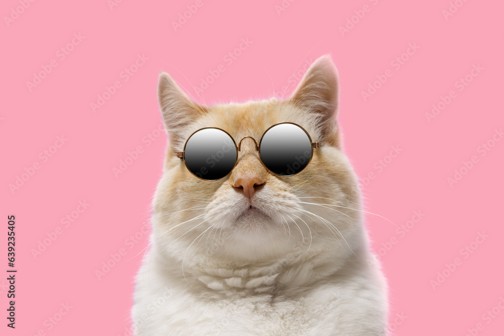 Charismatic cat in sunglasses on a pink background, portrait