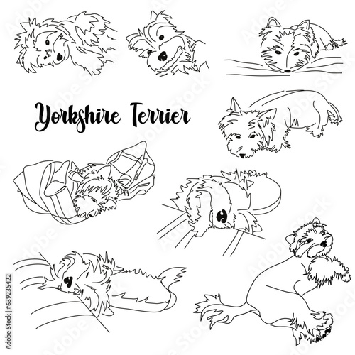 Different Yorkshire Terrier poses. Set of vector images of a small hypoallergenic dog. Linear black and white drawing