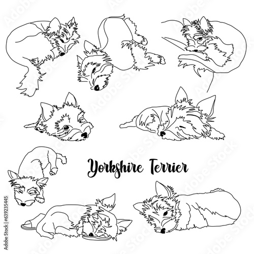 Different Yorkshire Terrier poses. Set of vector images of a small hypoallergenic dog. Linear black and white drawing