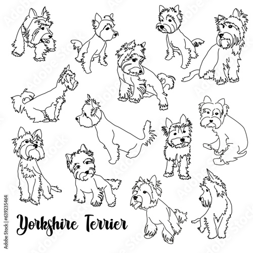 Different Yorkshire Terrier poses. Set of vector images of a small hypoallergenic dog. Linear black and white drawing