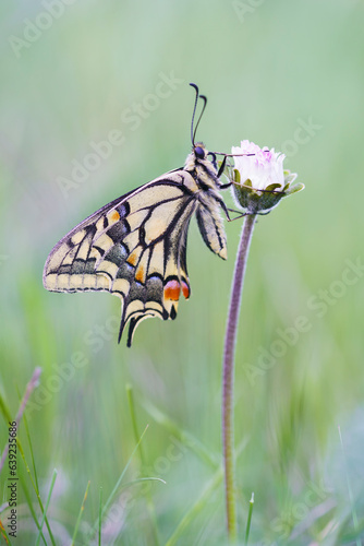 Old World swallowtail butterfly (Papilio machaon) © Daniel Jara