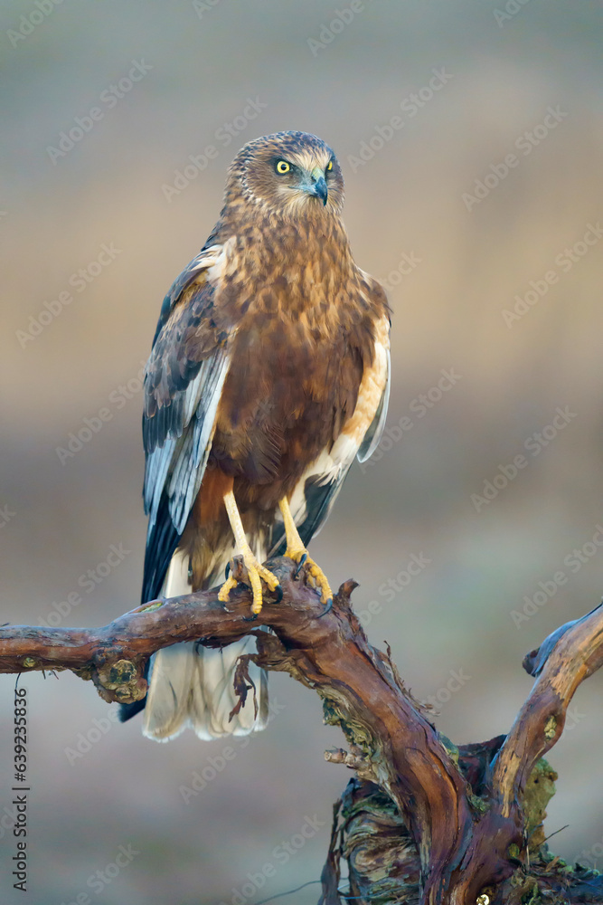 Eurasian Marsh-Harrier (Circus aeruginosus) in the wild Eurasian Marsh-Harrier (Circus aeruginosus) in the wild