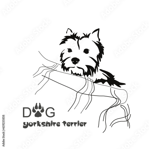 Lying stylized Yorkshire terrier. Vector drawing of a small dog with a haircut and hypoallergenic hair. Animal Gestalt Design