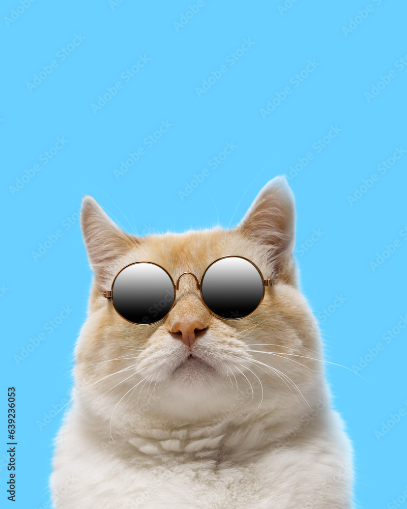 Portrait of a cat in sunglasses on a blue background