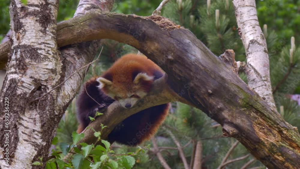 Red panda sits on tree looking down below at ground, dublin zoo ireland Red panda sits on tree looking down below at ground, dublin zoo ireland