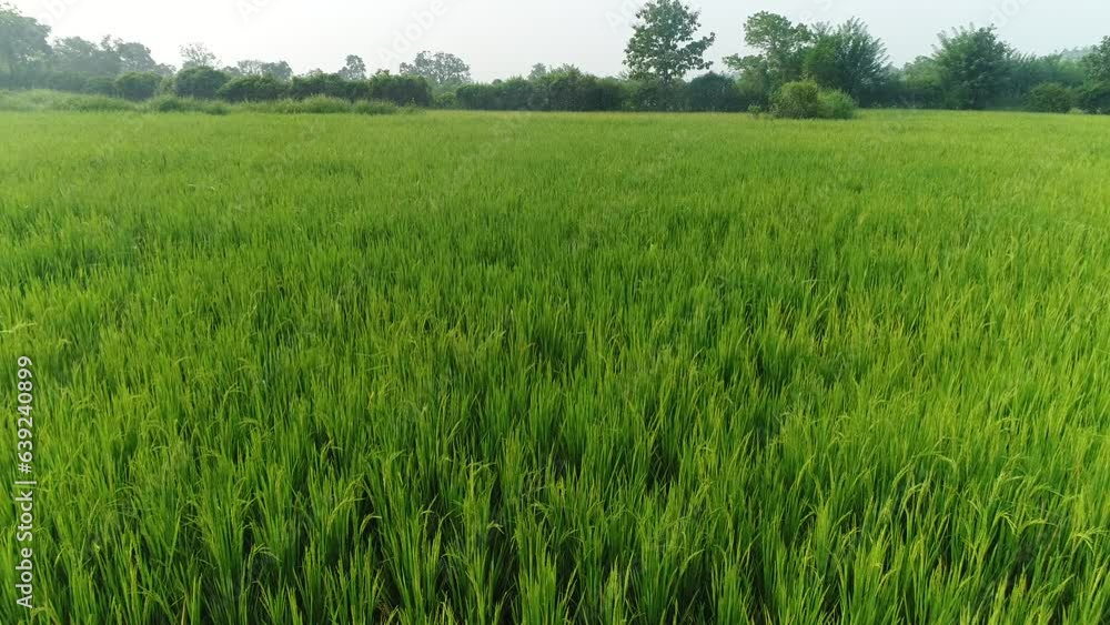 rice field, paddy field in maharashtra, india, jungle rice field, paddy field in maharashtra, india, jungle