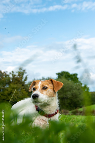 A Jack Russell terrier dog looking to its left in a green field . Portrait view of this feisty white terrier. Selective focus on the eye of the dog. 