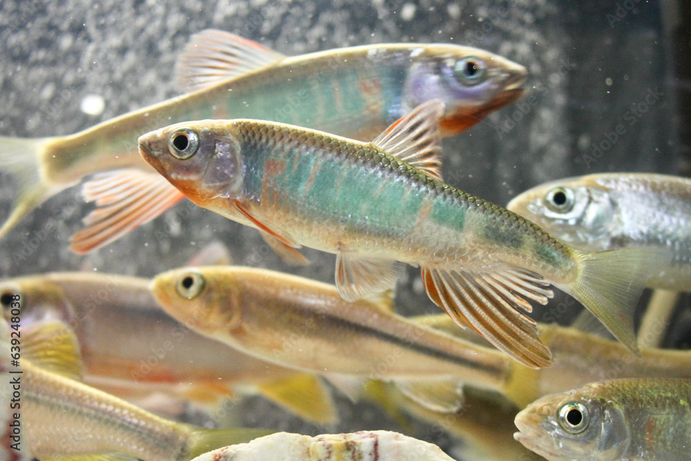 Fototapeta premium 清流に大量に泳ぐ色のきれいな魚 Freshwater fish
