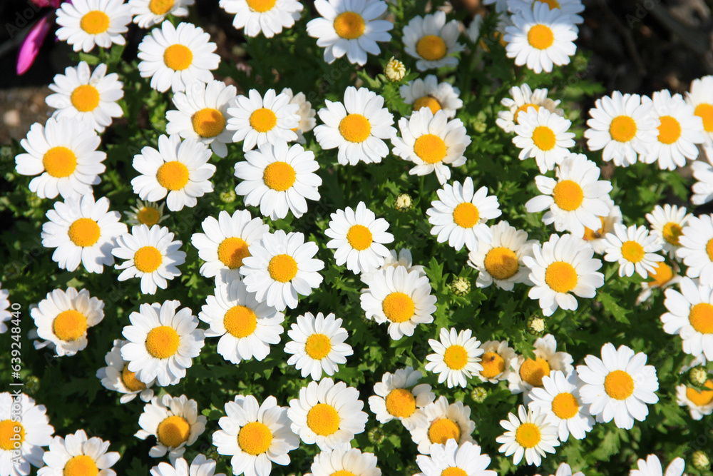 晴天に映える真っ白なお花畑 晴天に映える真っ白なお花畑