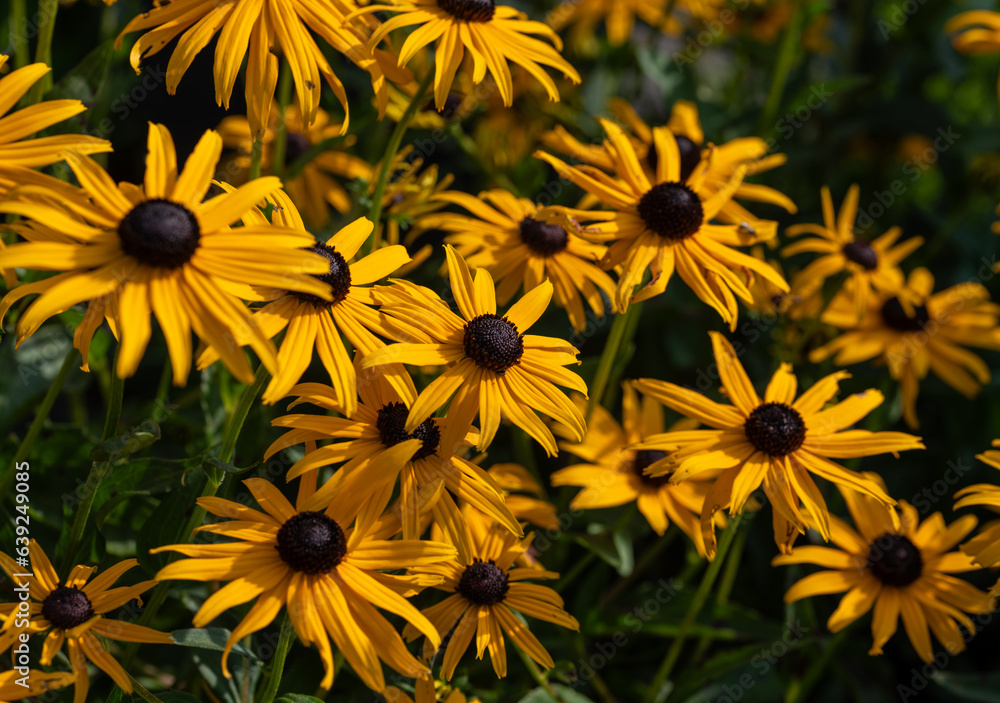 yellow flowers in the garden yellow flowers in the garden