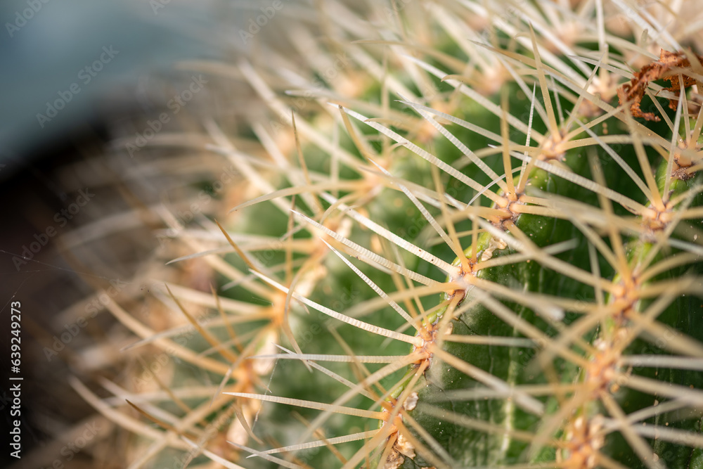 close up of cactus close up of cactus