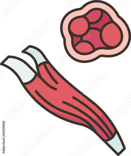 muscle  icon