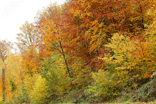 Forêt à l'automne..