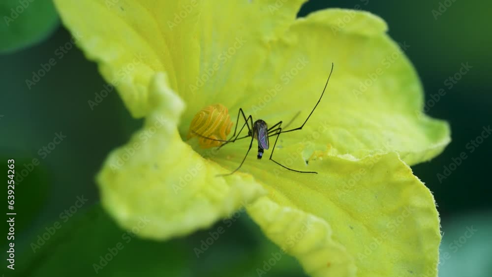 花の蜜を吸う4K動画(蚊のオスは、花や果実の蜜を吸う) 花の蜜を吸う4K動画(蚊のオスは、花や果実の蜜を吸う)