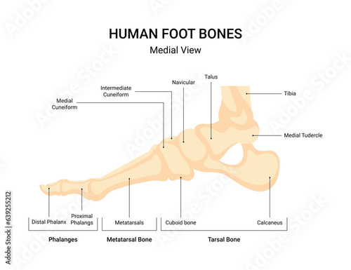Human leg bone system infographic photo