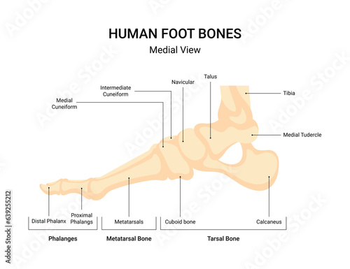 Human leg bone system infographic