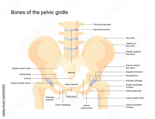 Human pelvic bone system vector infographic