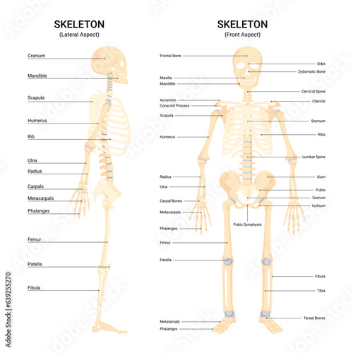 Front and side view human skeletal system vector infographic 
