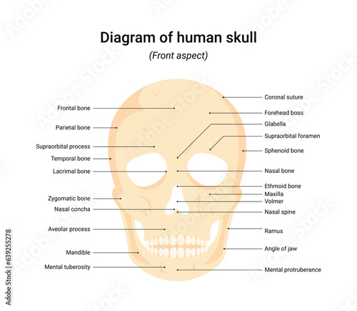 Front aspect human skull infographic