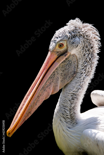 A pelican head from side view