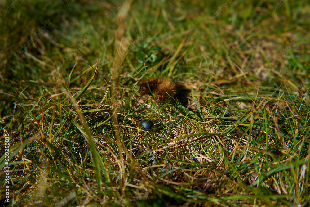 Animal caterpillar on hunt for blueberry Animal caterpillar on hunt for blueberry