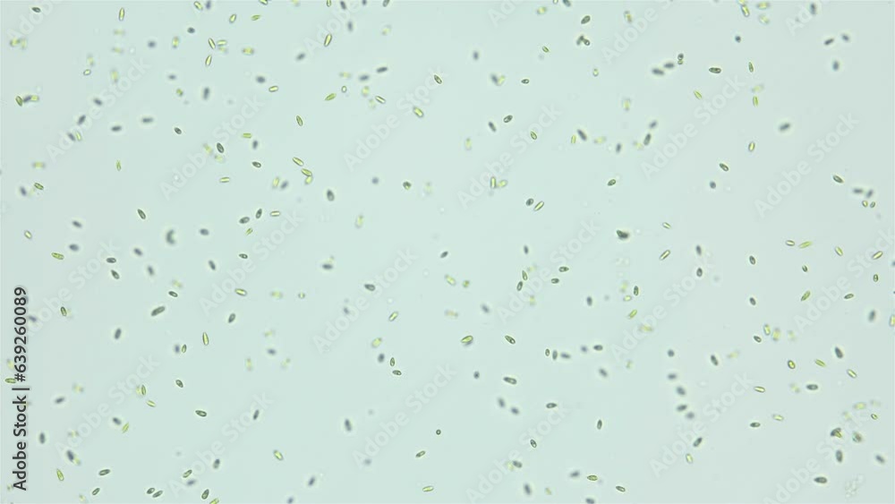 Unicellular algae Dunaliella salina under the microscope, Chlorophyta phylum, Volvocales order. Green in color, they live mainly in salty seas. Unicellular algae Dunaliella salina under the microscope, Chlorophyta phylum, Volvocales order. Green in color, they live mainly in salty seas.