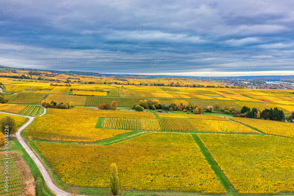Fototapeta premium Bird's-eye view of autumnally colored vineyards in the Rheingau near Oestrich-Winkel/Germany