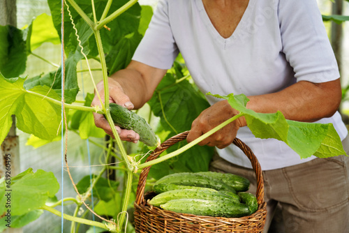 Close-up of woman picking bio vegetables in greenhouse. Basket with organic green cucumbers. Harvest, agricultural, farming concept.