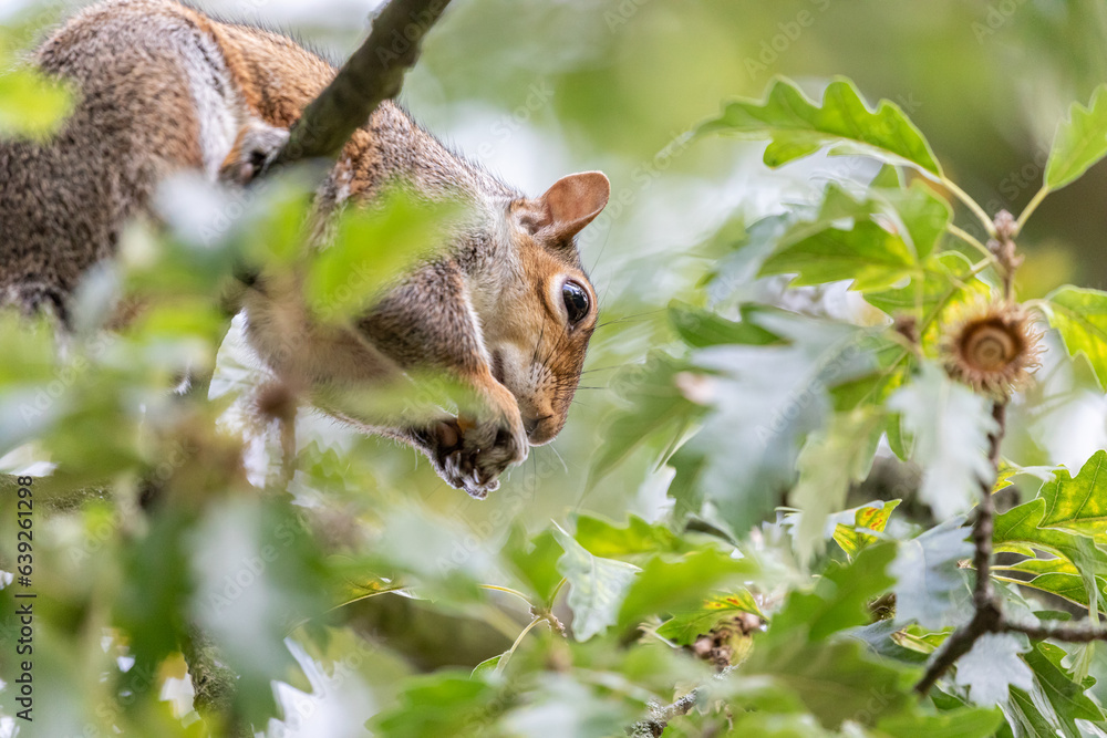 Grey Squirrel enjoying Acorns from an Oak tree in a UK park Grey Squirrel enjoying Acorns from an Oak tree in a UK park