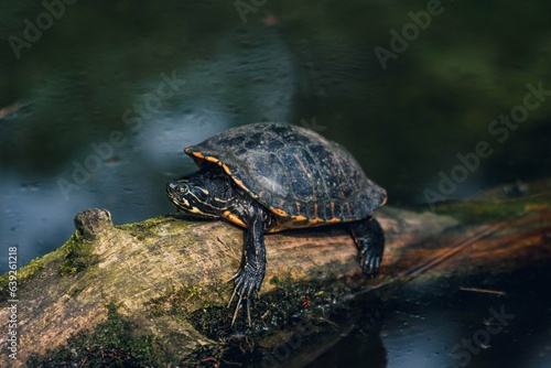 Żółw w jeziorze na drewnianym pniu | Turtle in the lake on a wooden stump