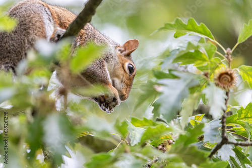 Grey Squirrel enjoying Acorns from an Oak tree in a UK park