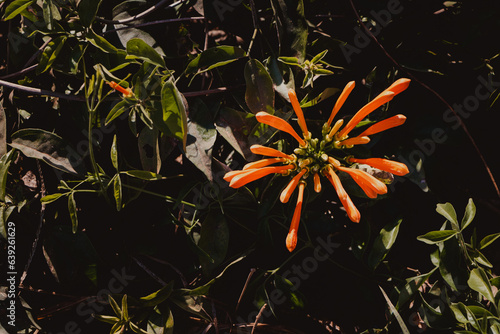 pyrostegia venusta flower in nature photo