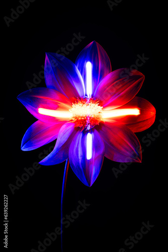 A flower on a black background 
